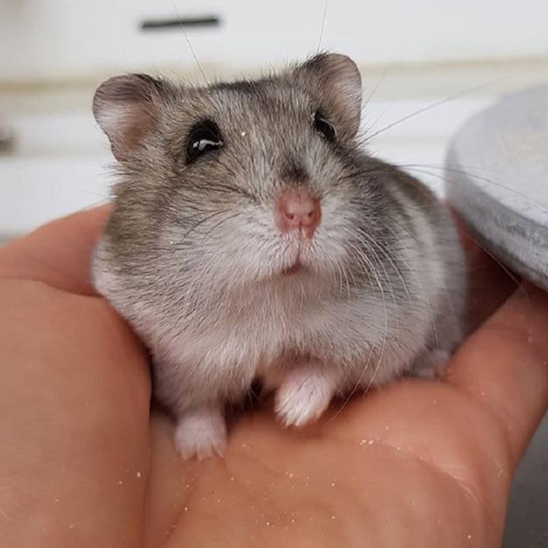 Thức ăn hamster bánh sữa lọ 40gr 1
