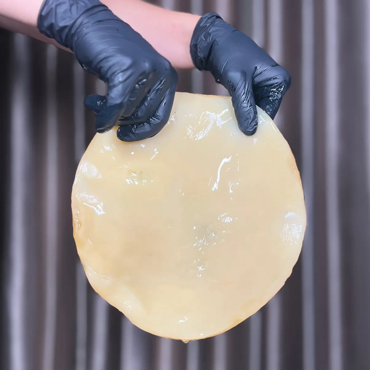 Kombucha scoby Organic Pack Natural