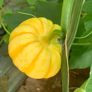 Hợp Tác Xã Vườn Nhà Đà Lạt