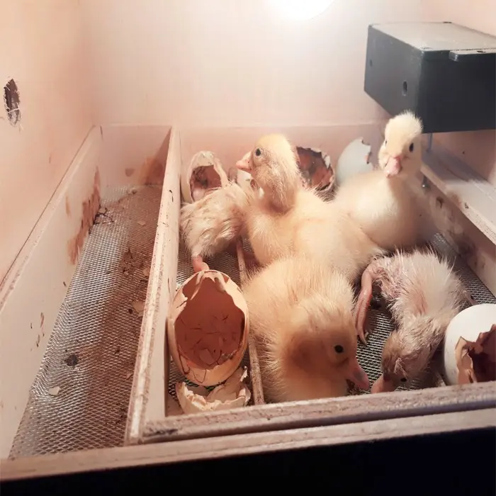 mesin tetas kapasitas 15 butir full otomatis rak geser 5