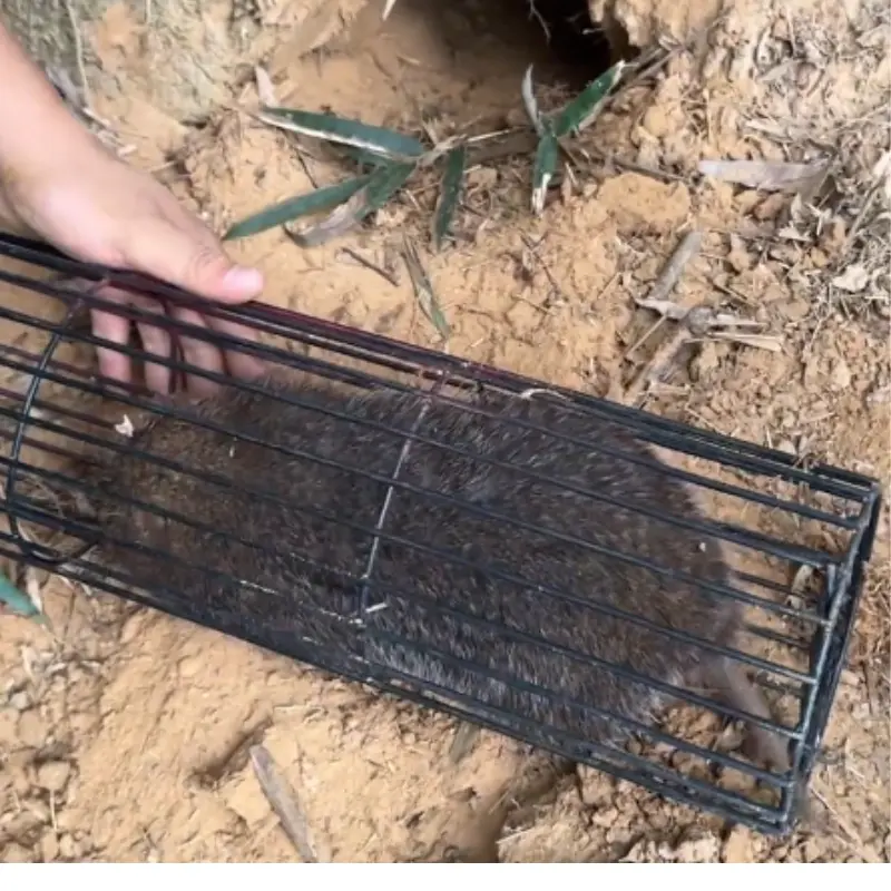 lồng bẫy dúi thông minh dài 40cm thép chịu lực 3 ly
