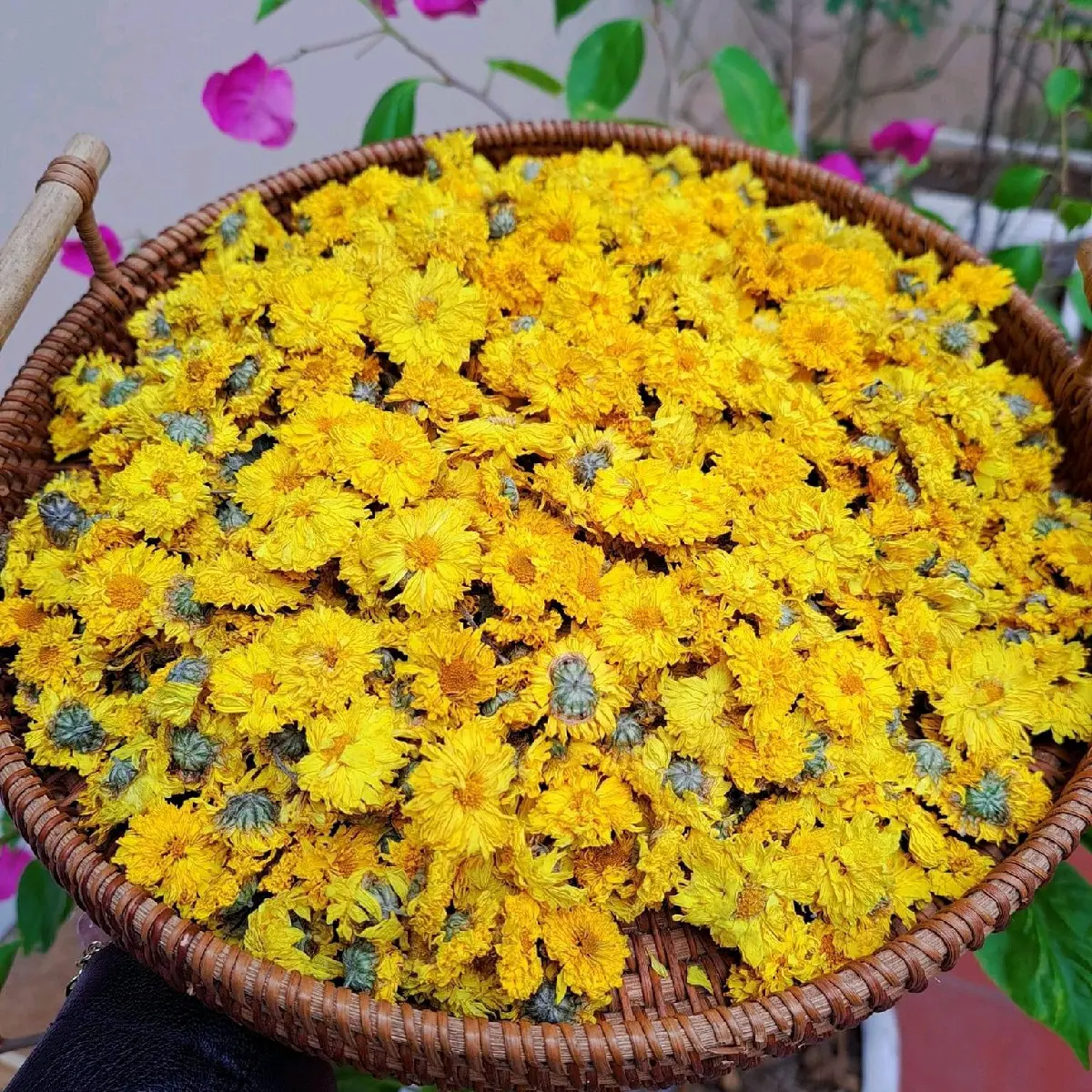 HOA CÚC SẤY KHÔ
