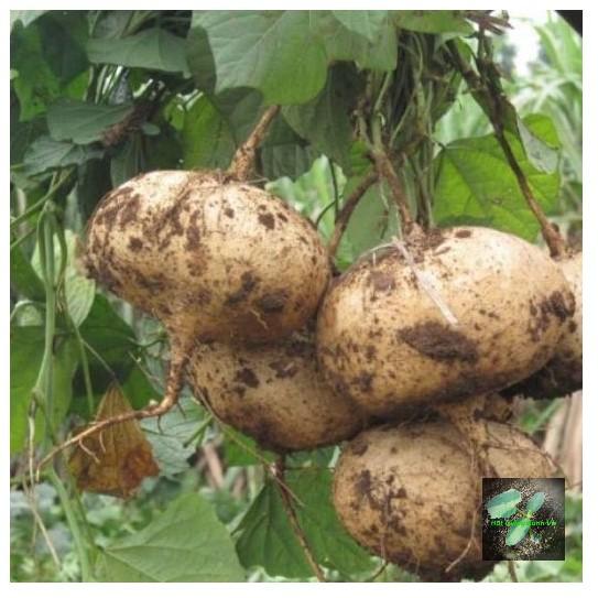 [Seeds] Hạt giống Củ đậu RD405, đóng gói 5gr