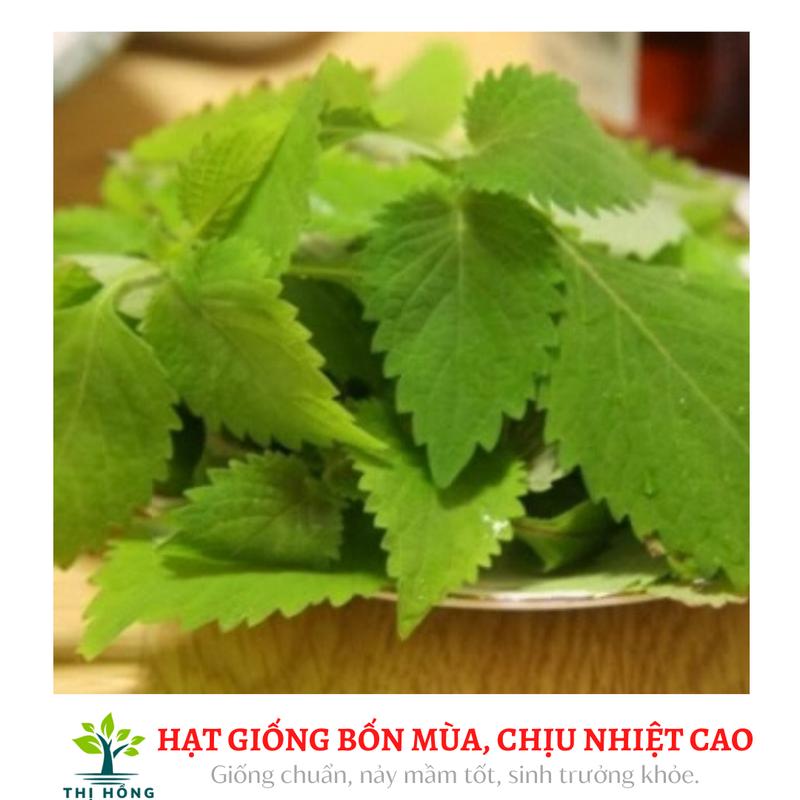 Hạt giống rau kinh giới (mùi thơm dễ chịu, màu xanh, có lông nhám) 0