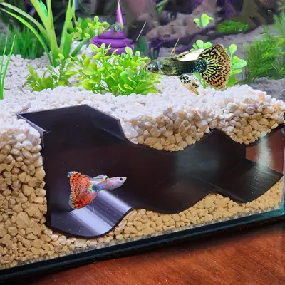 Best Decorations for Betta Fish TikTok