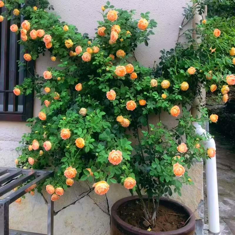 Mixed Colors Climbing Rose Seeds (80 pcs/pack) Climbing Vine Rose Flower Seeds for Planting Garden Decor Flowering Plants Seeds Indoor Plant Balcony Bonsai Flower Seeds Bonsai Tree Live Rose Plant Seeds Air Plant Real Plant Climbing Rose Seedlings 2