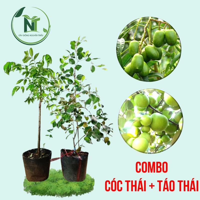 [Combo Cóc + Táo Thái] Combo Cây Giống Cóc Thái + Cây Giống Táo Thái Da Xanh - Cây Trồng Chậu - Thời Gian Cho Trái Nhanh ăn cay trong chau lá