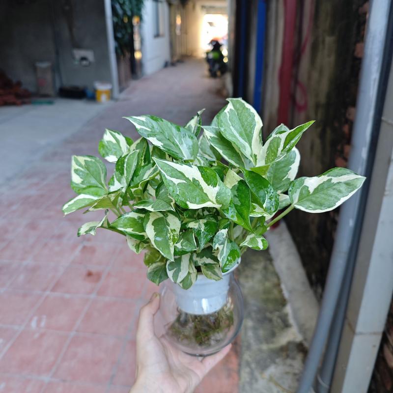 Các mẫu cây thuỷ sinh+bình thuỷ tinh (trầu bà ,vạn lộc,kim tiền...vv) 5