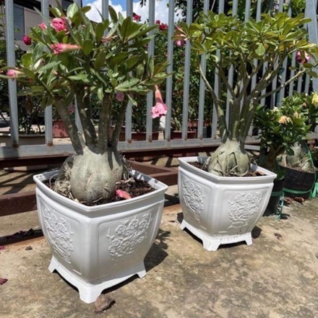 Chậu nhựa trồng cây (Vuông Hoa Mai), chậu vuông dáng bonsai cao, nhựa dày dặn