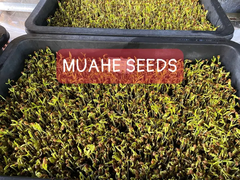 Hạt giống mầm rau muống Phú Nông - Gói 1kg 5