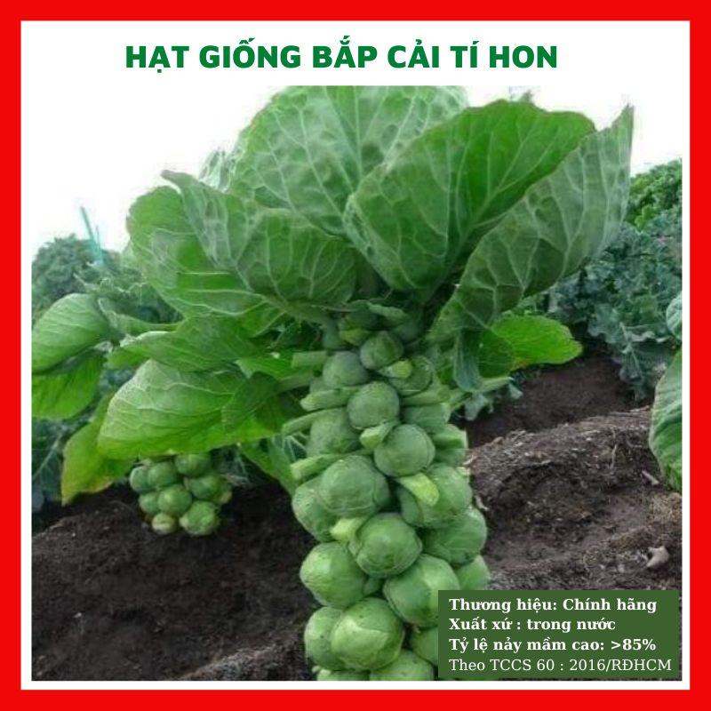  Hạt giống bắp cải tí hon GÓI 150 HẠT - rau củ quả trồng chậu sân vườn ban công nảy mầm cao 