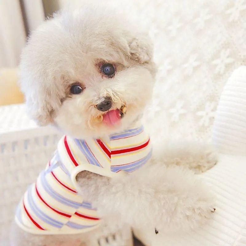 Product Introduction of Pakaian Haiwan Peliharaan, Kucing, Bichon, Anjing Kecil, Teddy, Musim Luruh, Musim Sejuk, Musim Bunga, Musim Panas, Rompi Nipis, Berwarna-warni, Berjalur, dengan Rekaan Beruang, Tersedia untuk Pesanan dalam Masa Sebulan, 2025, Lebih daripada 1,800 + Orang 5