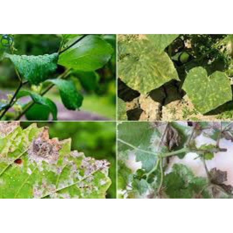 Chế phẩm Nấm Hồng- chuyên trị chết cây con , nấm rễ, thối rễ , vàng lá 3