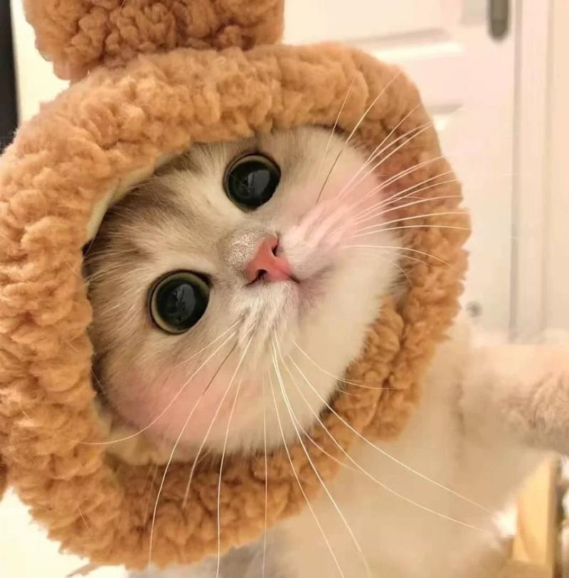 Product Introduction of Funny Pet Costumes: Starfish, Bream, Pig, Chicken, Bear, Panda Headbands for Cats & Dogs 9