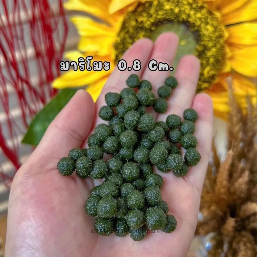 มาริโมะ 0.8 ขายเป็นลูก มีของพร้อมส่ง มีคู่มือการเลี้ยงให้ค่า