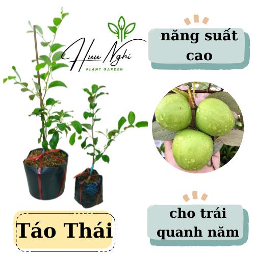 Cây giống Táo Thái da xanh thế hệ mới, năng suất cao cho trái quanh năm