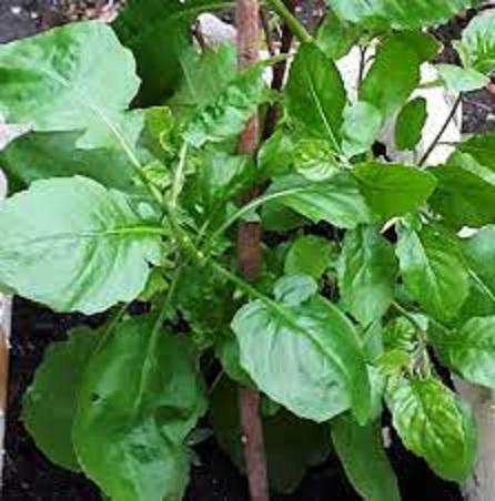 Hạt giống rau cải trời,cải hoang-gói 100 hạt 1