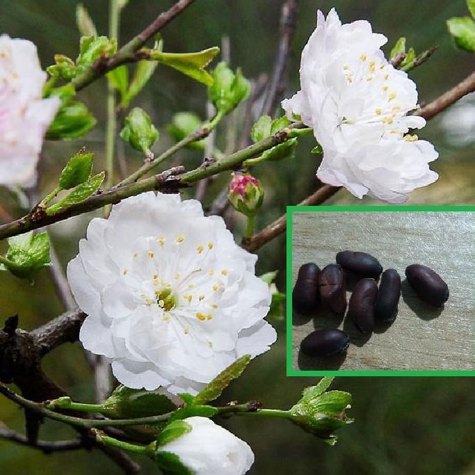 Hạt giống cây mai trung quốc hoa trắng - gói 5 hạt