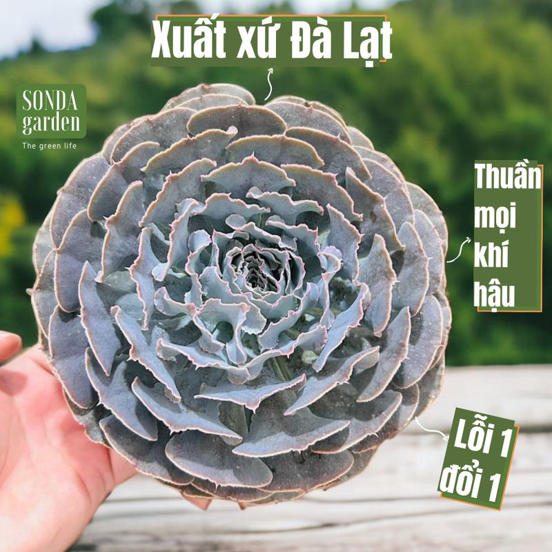 Sen đá bắp cải light purple SONDA garden size đại 20cm, cây sen đá, sen đá đẹp trang trí nhà cửa