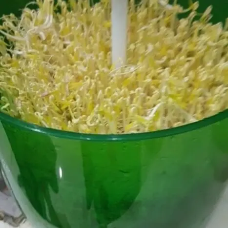 ￼Máy làm giá đỗ gieo mầm tự động bằng điện 3 tầng   200g giá cho ~2kg đỗ trong 2-3 ngày Máy làm giá Máy Làm Sữa Pha Trà 5