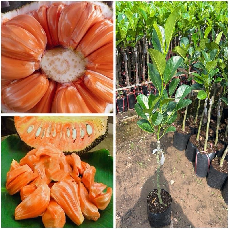  Cây giống mít indo ruột đỏ sơ vàng CÂY NUÔI LỠ 