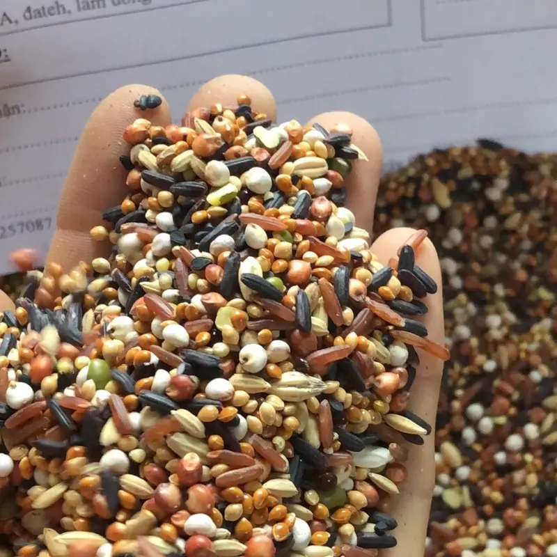 1 kg ngũ cốc cu gáy giúp chim xung, căng lửa, xung 0