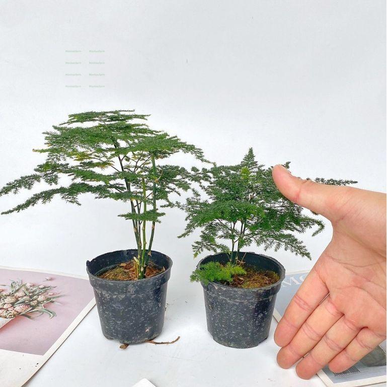Product Introduction of Cây Thủy Tùng Mini - Chiều Cao 20cm, Trang Trí Bàn Làm Việc 58