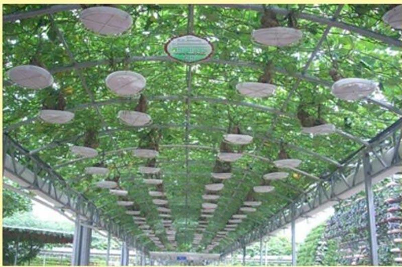 Product Introduction of 50pcs Plastic Basket Holder Plant Grow Net Nursery Pots Hydroponic Mesh Cup Plant Soilless 99