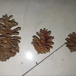 Pine cone 3 pcs  gigitan hamster gerbil sugar glider