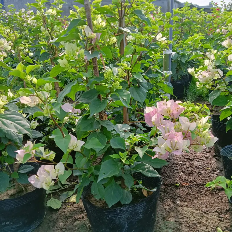 Cây hoa giấy Sakura phớt hồng nguyên bản 2