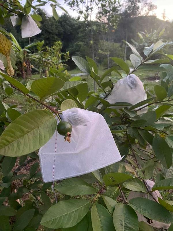 50 CÁI TÚI SIZE 18X19cm dùng bọc ổi, cam, mận, dưa leo dùng nhiều mùa _ túi bao trái cây cao cấp Ánh Dương túi bọc tuiboctraicay tuibaotraicay