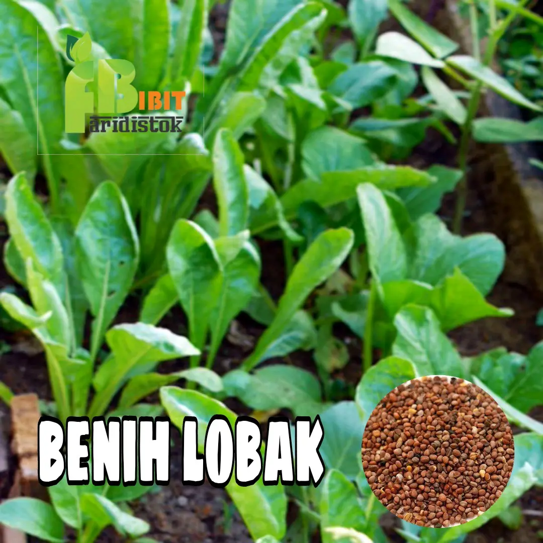 1000 benih lobak daun 1 bulan panen