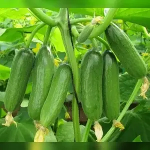 40 BUTIR BIJI / BENIH TIMUN CITRA BABY