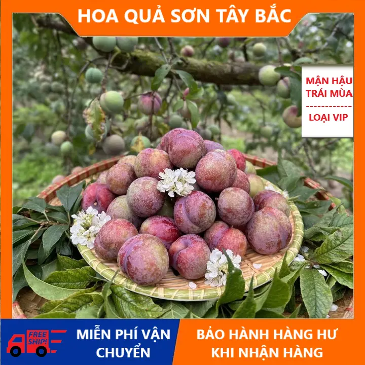 (2kg mận size 25-27quả/1kg) mận kim trung - TẶNG KÈM SÚP CHẤM - CHUA - GIÒN - HOA QUẢ SƠN TÂY BẮC