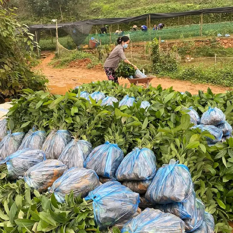 Combo 6 cây giống Quế Thơm cao 30_50cm khỏe đẹp bao sống cây rất nhiều dễ 5