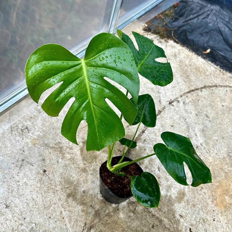 Cây Monstera - Trầu bà lá xẻ, cây trầu bà Nam Mỹ trang trí nội thất, lọc khí