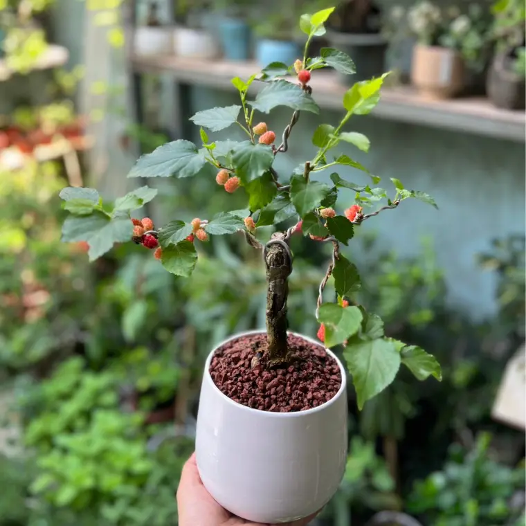 cây dâu tằm bonsai mini để bàn cây đang trái 0