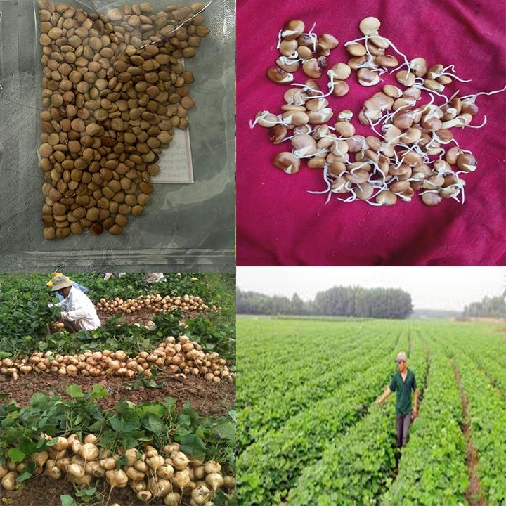 combo 100 hạt giống củ đậu ngọt năng suất