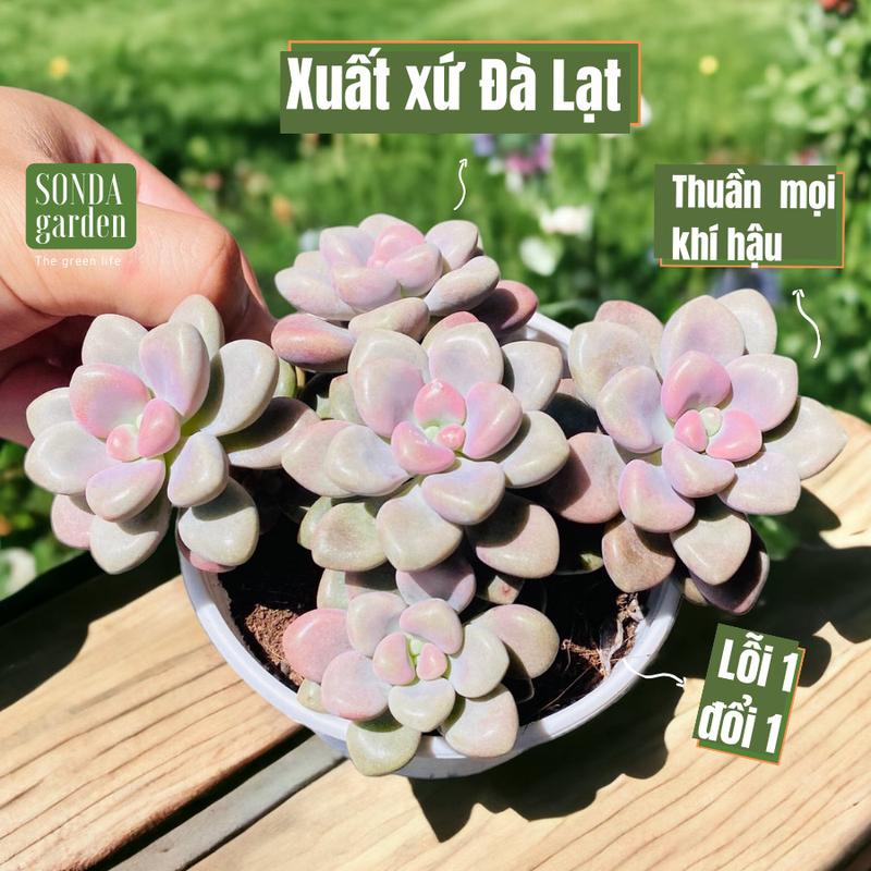  Sen đá sỏi hường size trung bình 10cm SONDA garden cây sen đá. sen đá đẹp trang trí nhà cửa. 