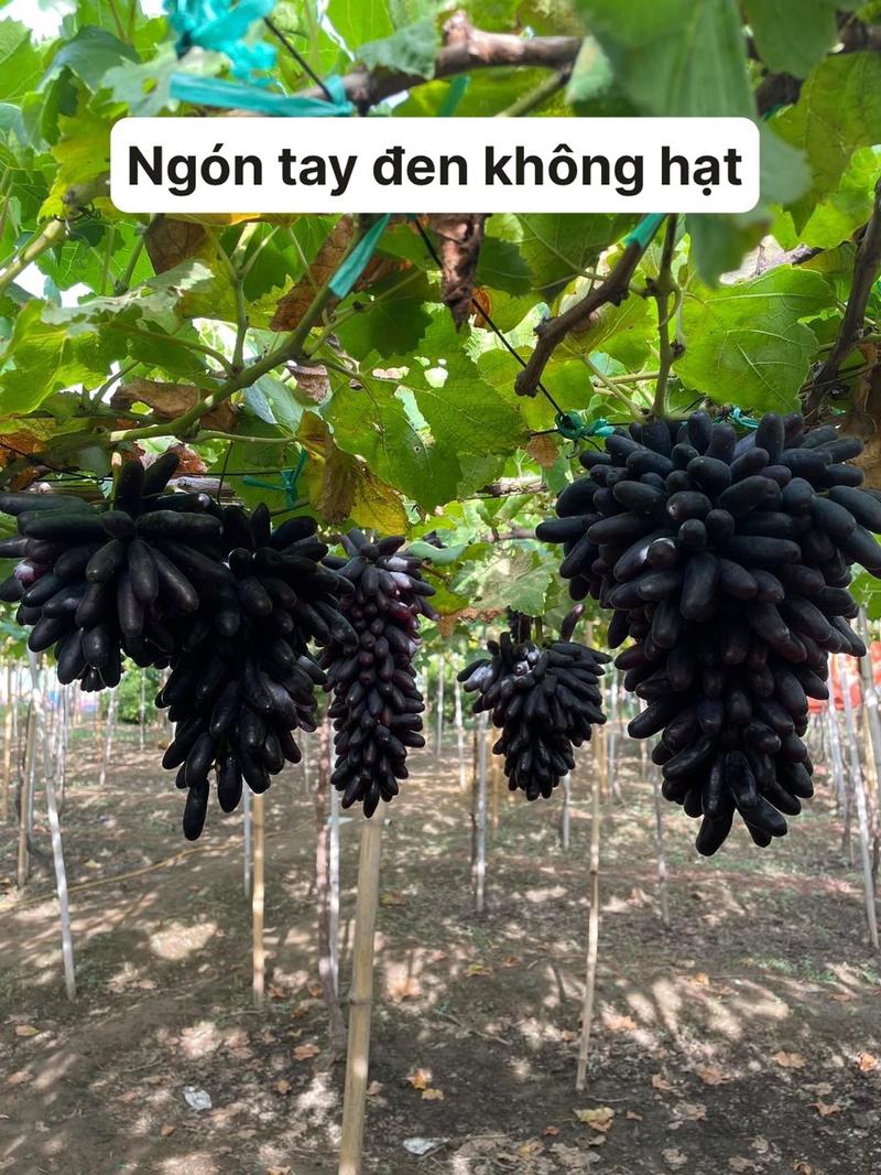 Product Introduction of Hai cây nho giống 1 kẹo 1 bailey 5