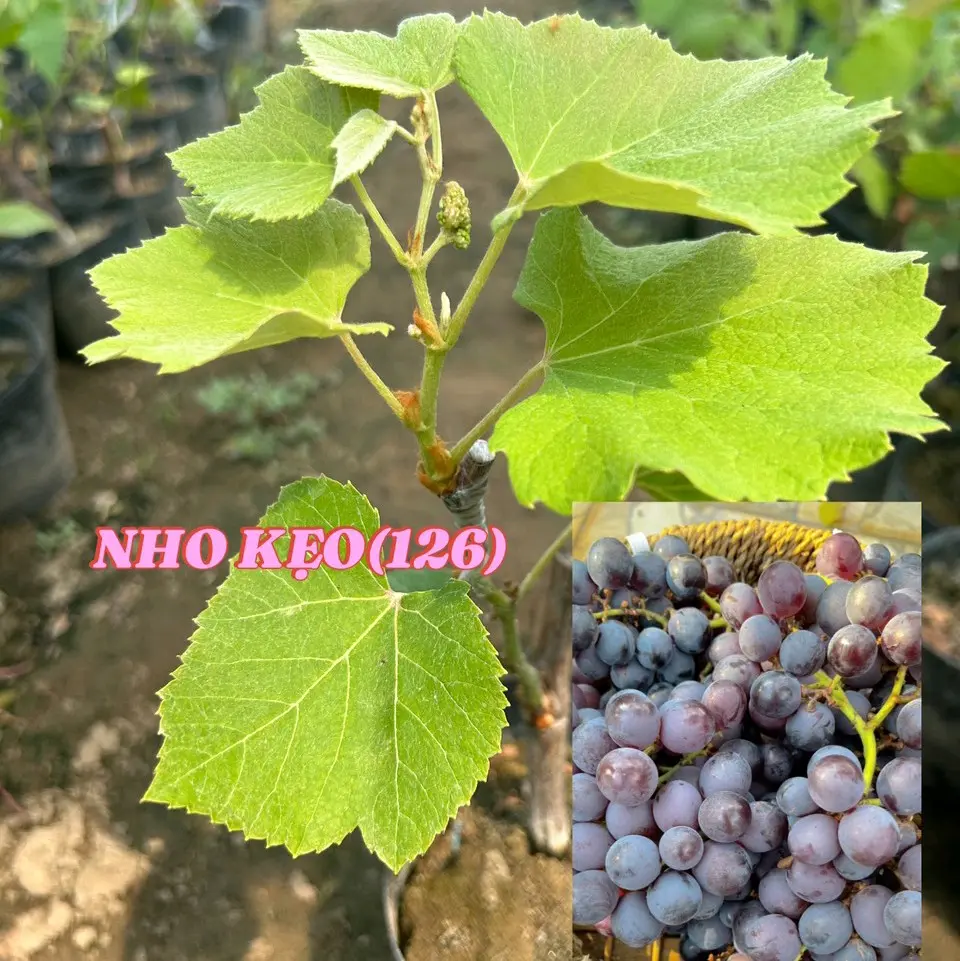 Cây nho kẹo thơm ngọt, dễ trái