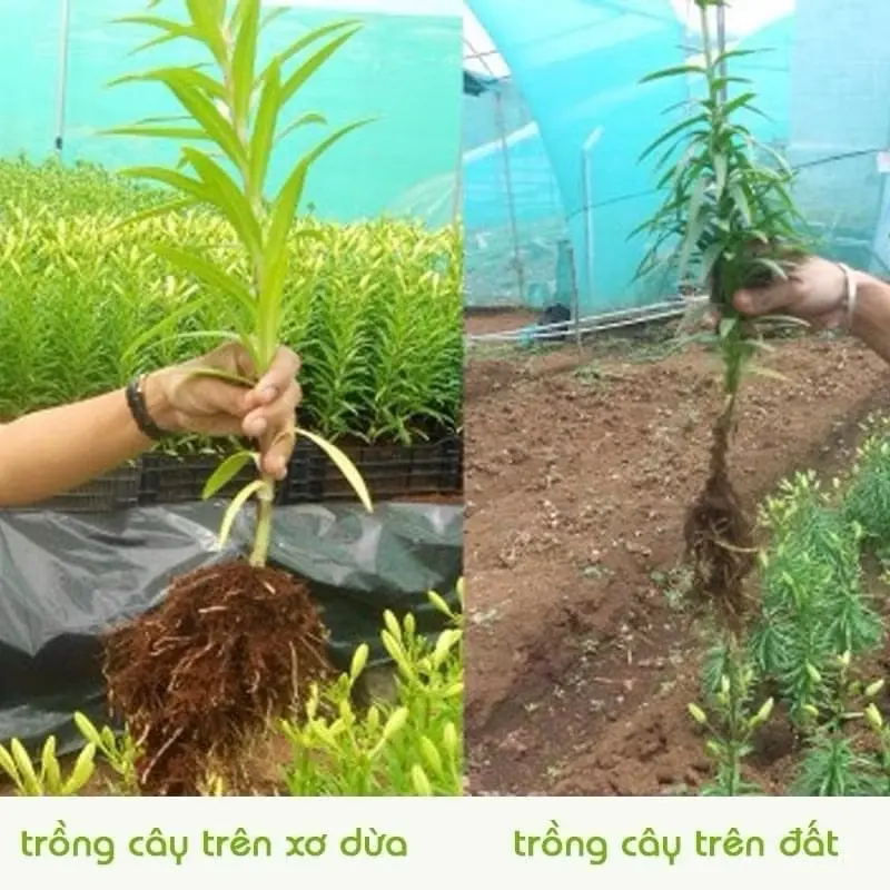 Combo 10 Viên Đất Trồng Cây Hữu Cơ ,Viên Đất Nén Xơ Dừa Tiện Ích Sạch Sẽ, Giữ Ẩm Cho Đất 5