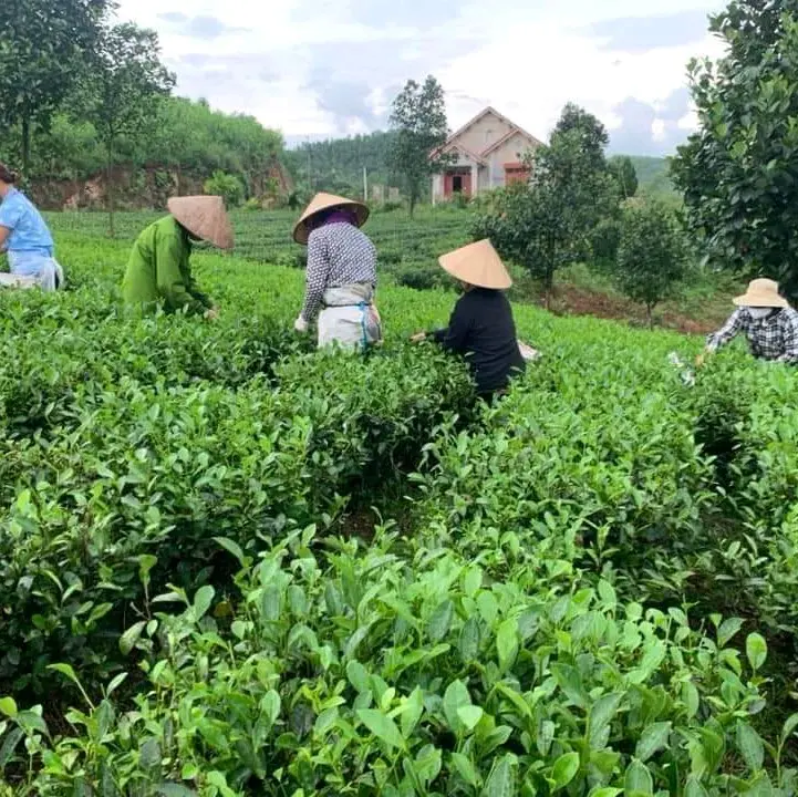 trà đặc sản tân cương thái nguyên