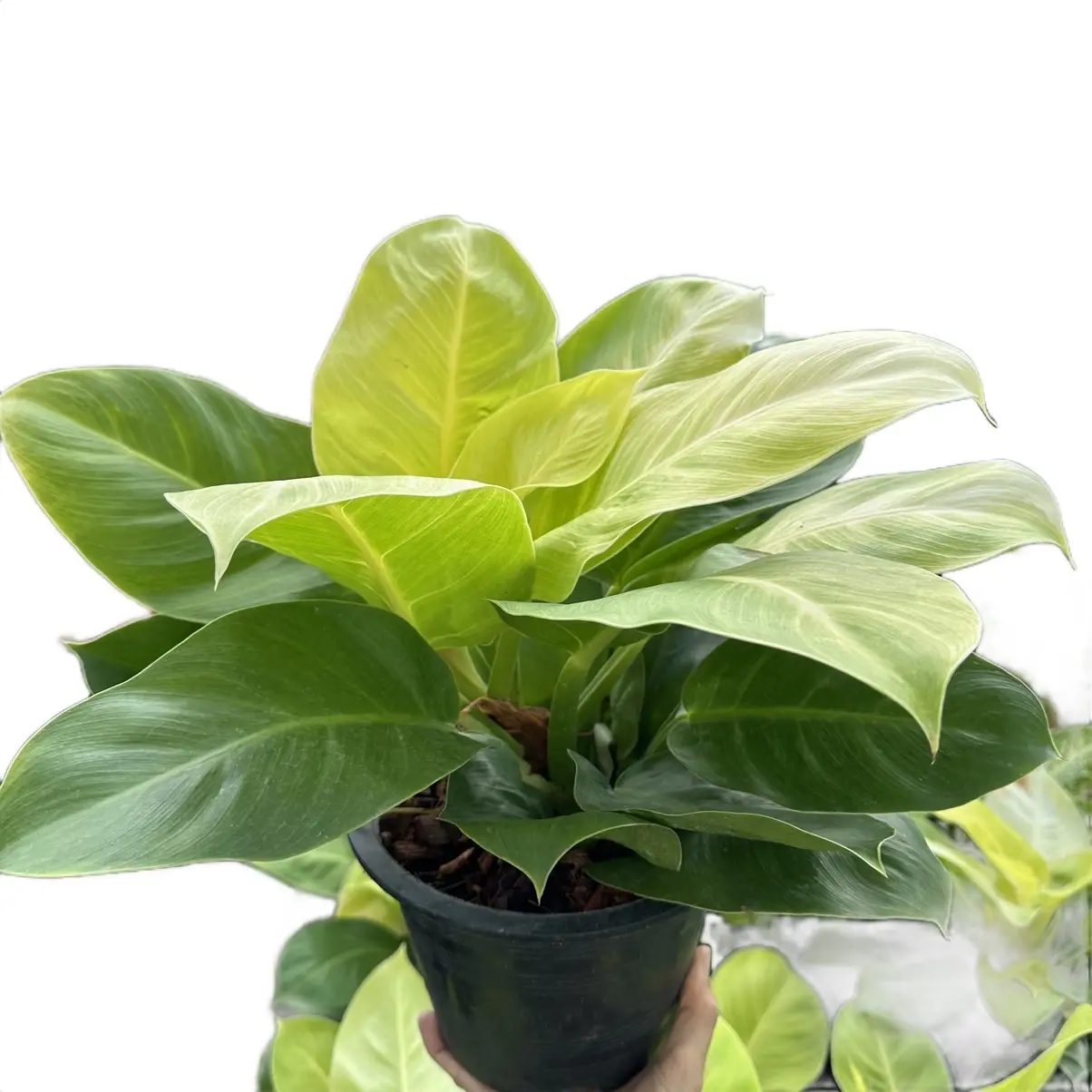 ต้นกุมารทองเรียกทรัพย์ Philodendron Moonlight จัดส่งพร้อมกระถางดำ 6 นิ้ว
