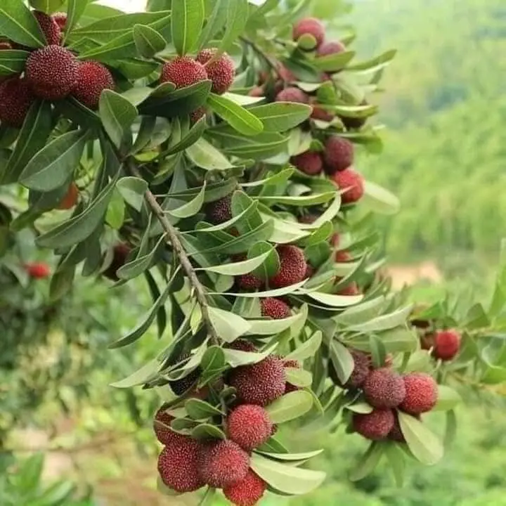 cây giống thanh mai, cây ghép mắt, nhập khẩu nguyên cây 0