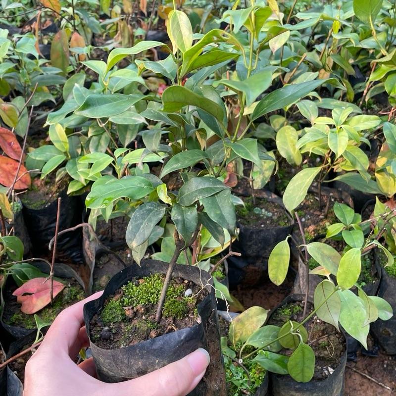 Giống Cây Lá Nồm,Lá Giang Cao 25-30cm Đặc Sản Canh Chua, Thịt Trâu Lá Lồm 0