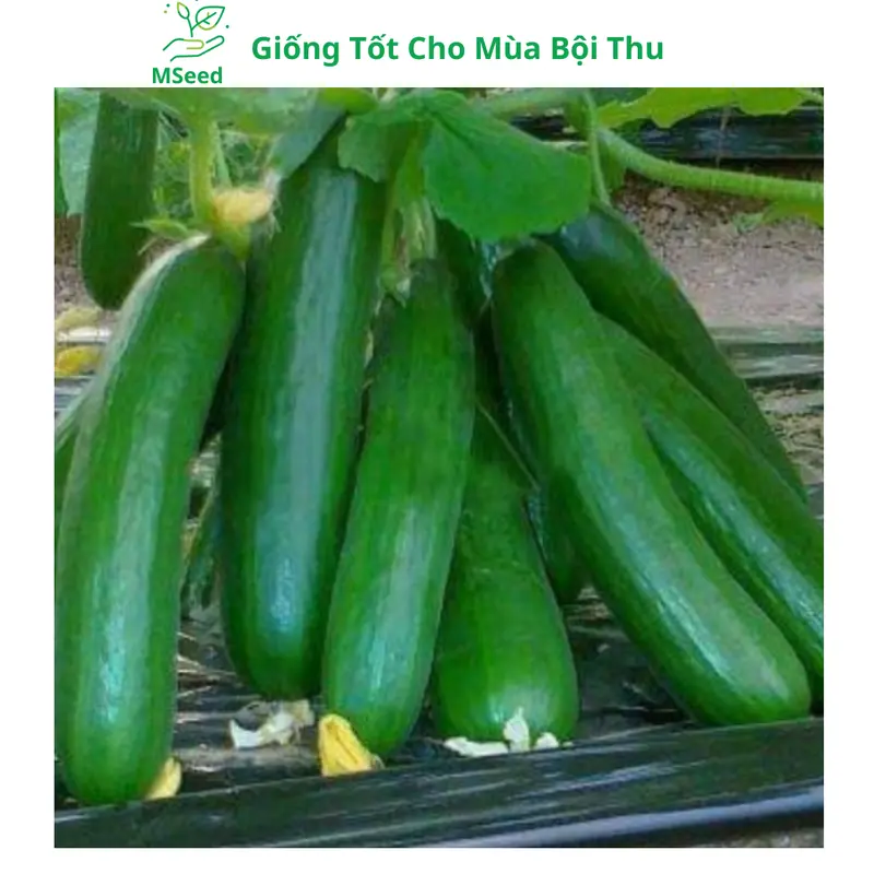 Hạt giống Dưa Leo Chùm siêu trái, Dưa Chuột Chùm dễ trồng năng suất cao - Mseed 8