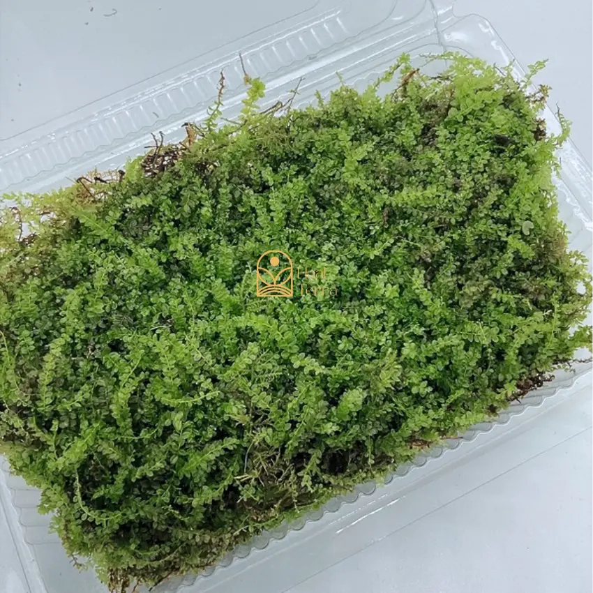 [Heal Terra] Rêu xạ hương dùng cho tiểu cảnh terrarium
