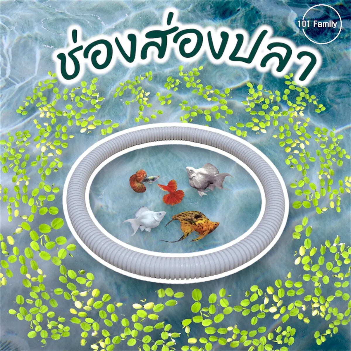 ช่องส่องปลา วงให้อาหารปลา อุปกรณ์กั้นจอกแหนและให้อาหารปลาบนผิวน้ำ ห่วงพลาสติกสีขาว จอกแหน อ่าง ปลา ไม้ ลอย น้ํา ตู้ปลา ของ ตกแต่ง