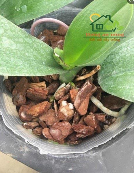 Product Introduction of 500g Vỏ thông trồng phong lan, ươm kie, giá thể cho kiểng lá size 20-28mm 11